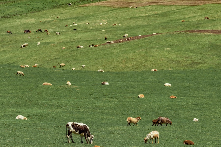 Cattle herd in field