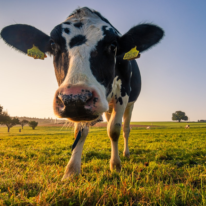 Dairy cow body condition