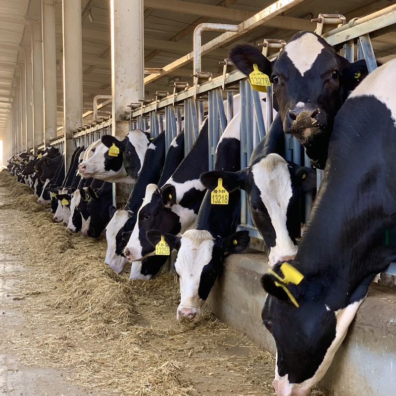 Cattle feeding in barn