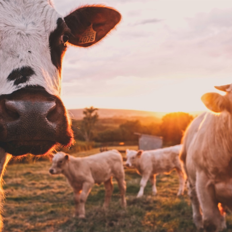Cattle herd on lush pasture