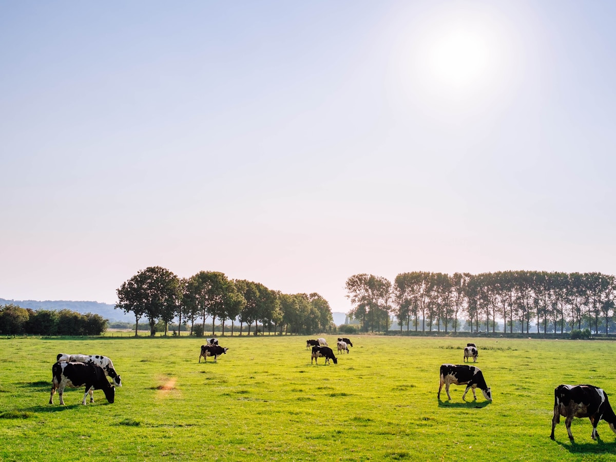Dairy herd in pasture
