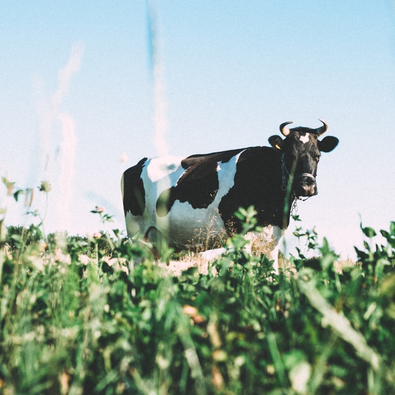 Dairy cow in pasture