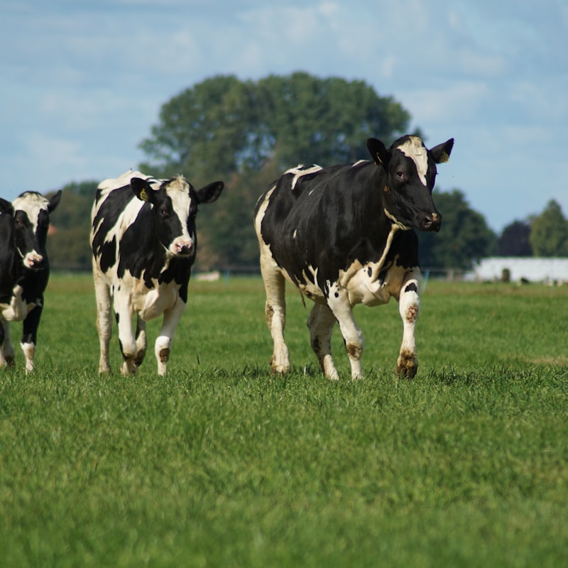 Cattle walking on pasture
