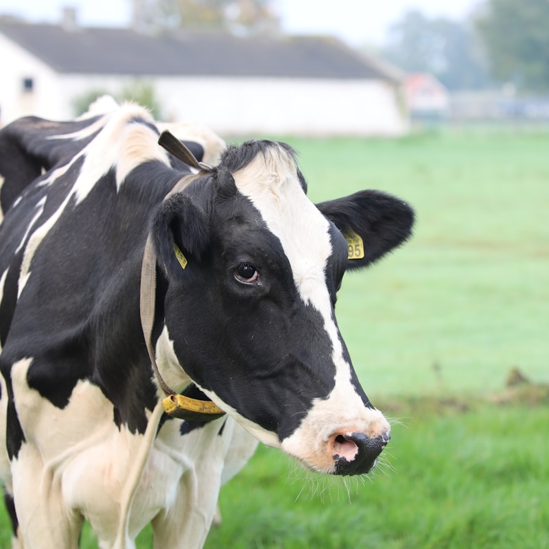 Cattle in open field