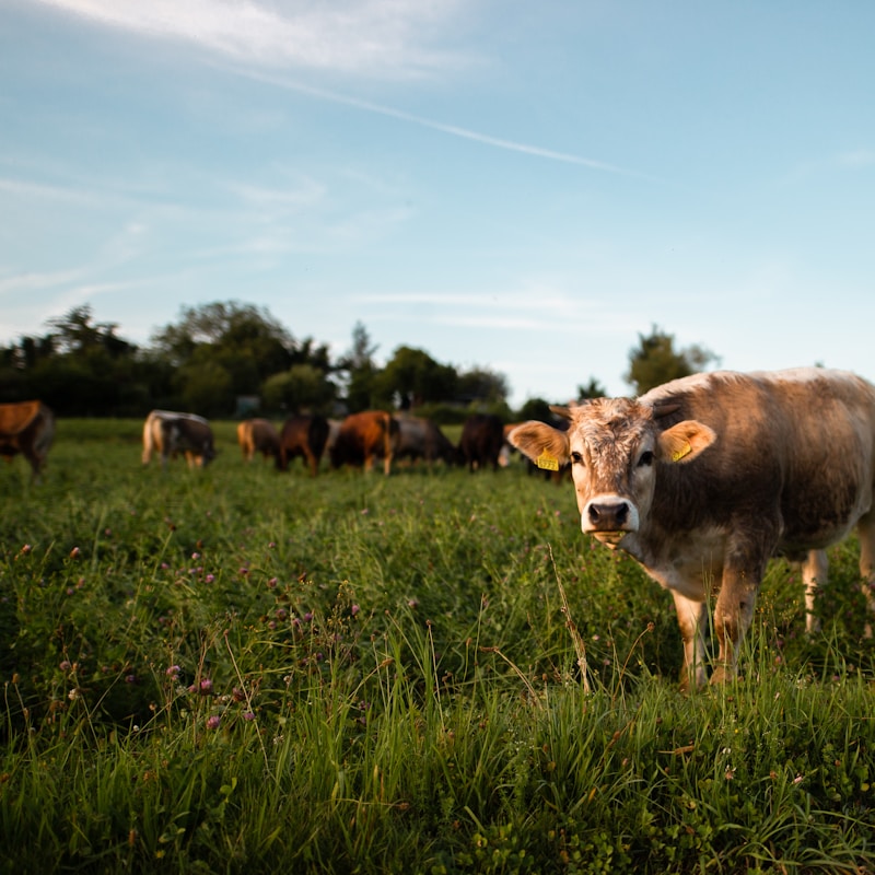 Beef cattle on grass