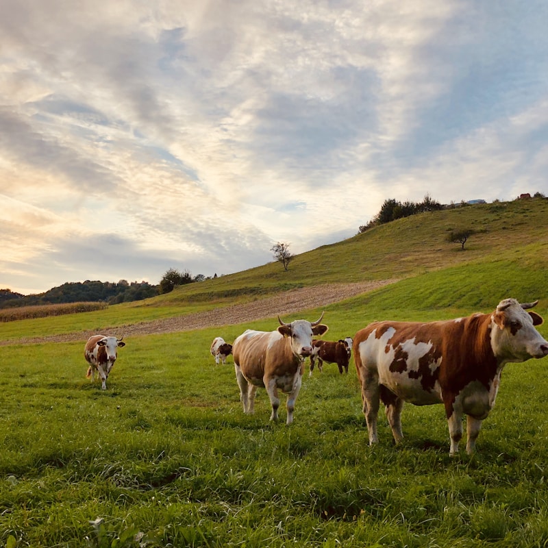 Cattle near farm buildings