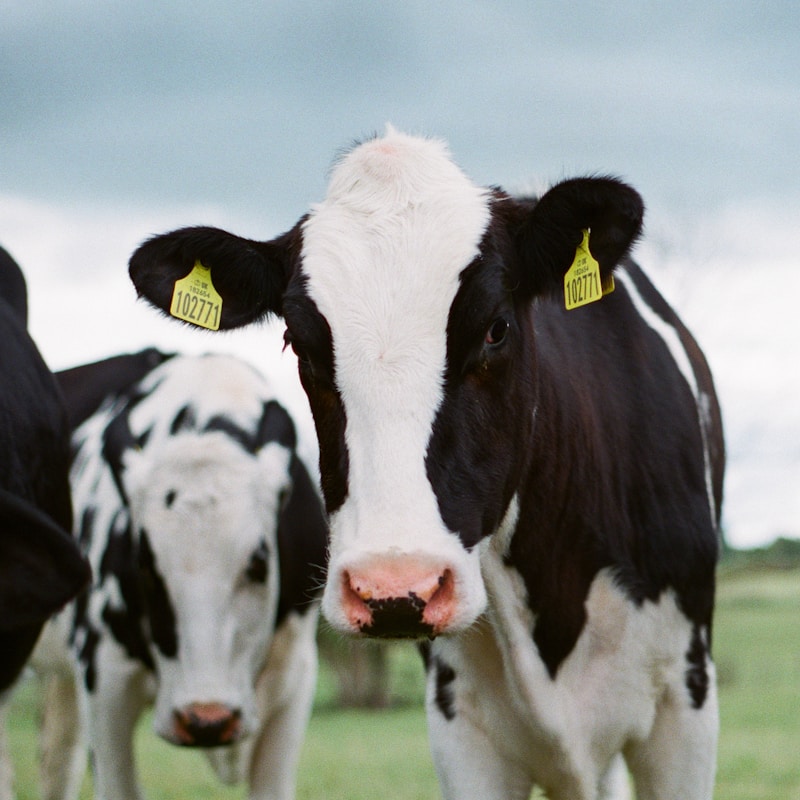Holstein dairy cow